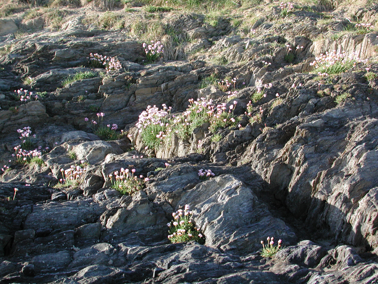 Inchidoney Scene B7.jpg 586.2K